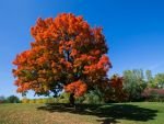 Photo of Chinar Tree